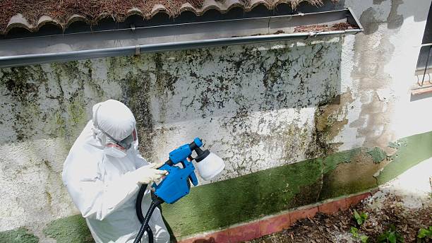 Top rated local Mold Remediation specialists in Hurst, TX